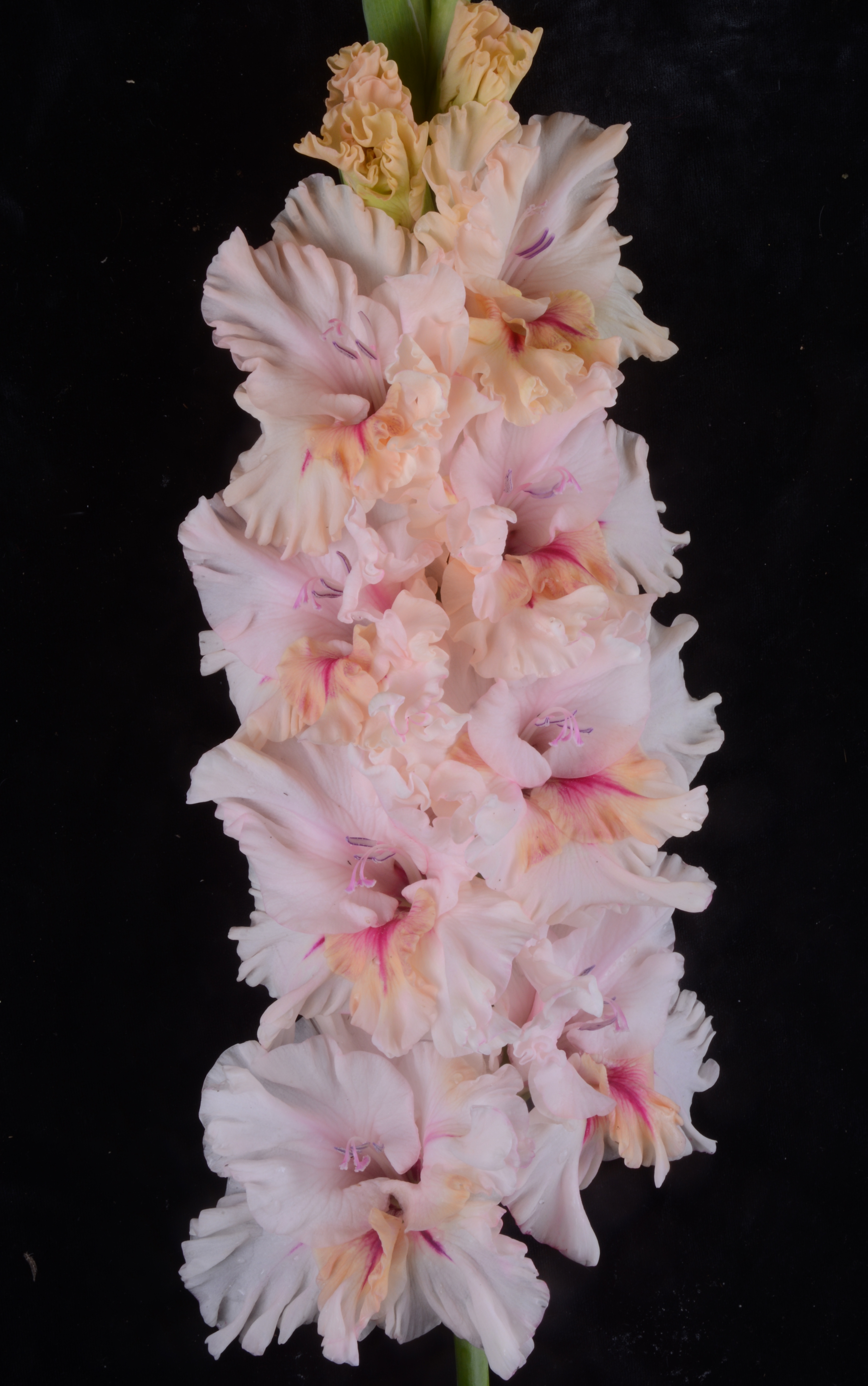 Гладиолус крупноцветковый Утренняя Нега